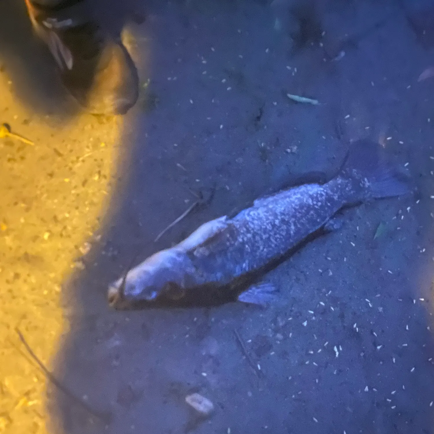 Black bullhead caught on Fishbrain