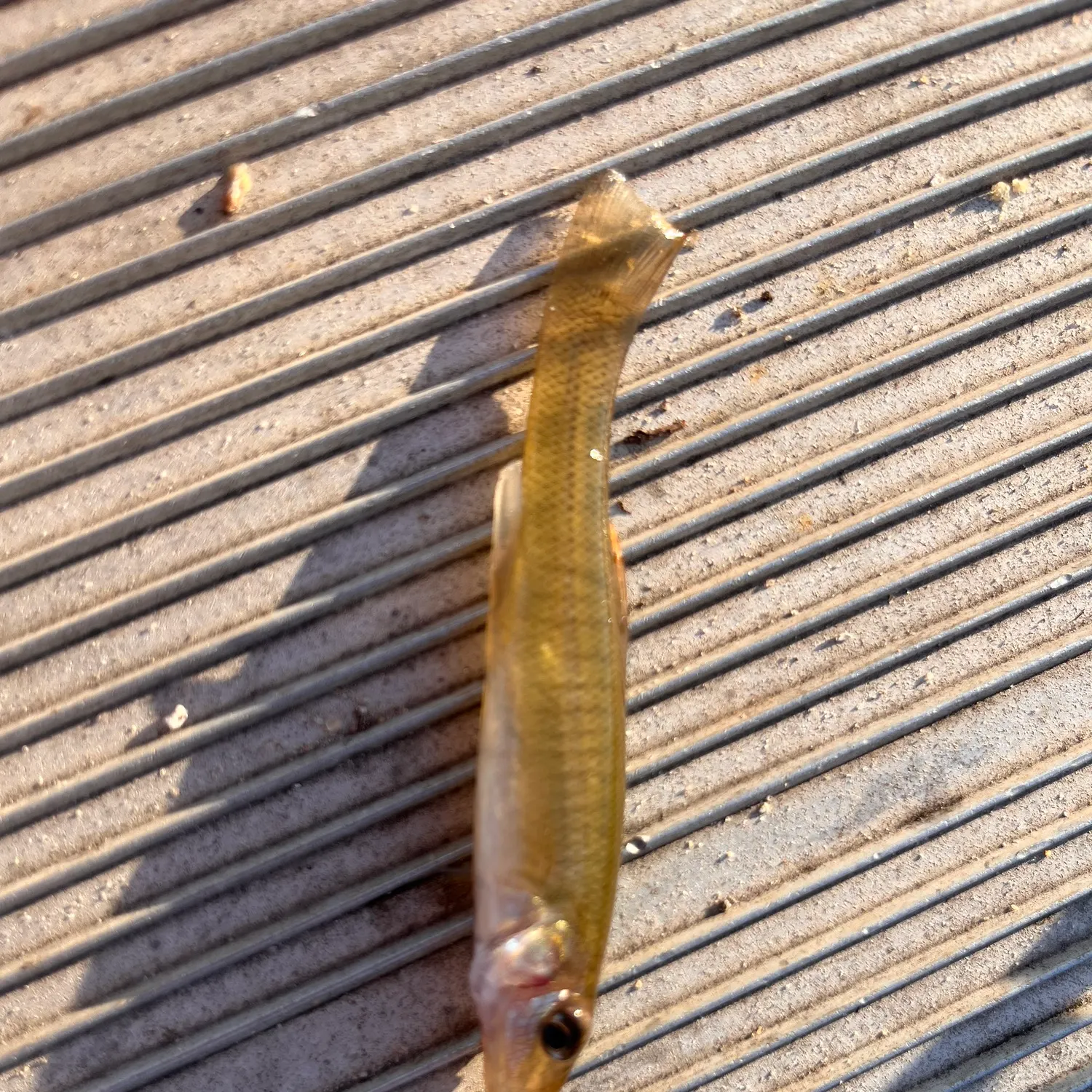 The most recent Banded killifish catches on Fishbrain