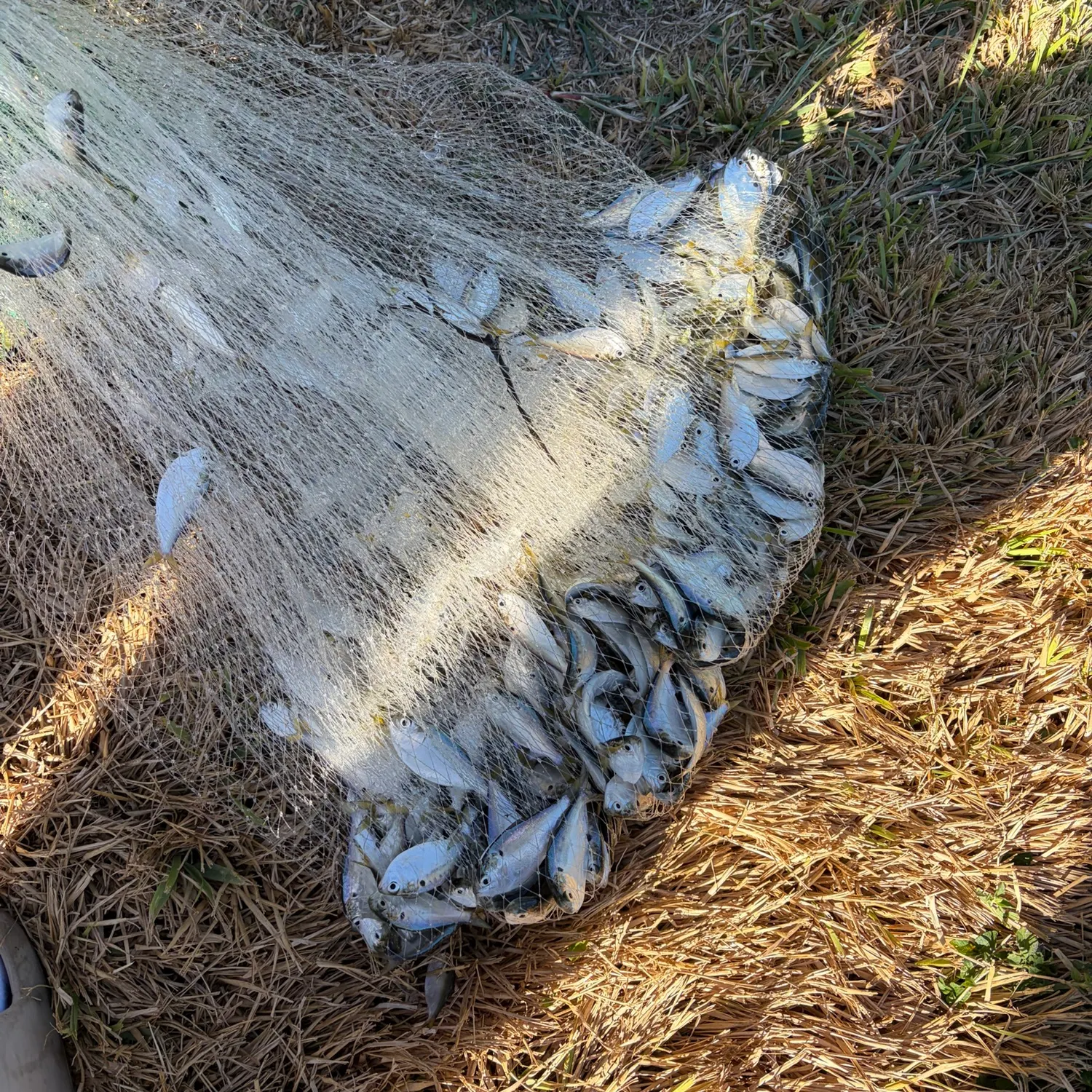 The most recent White shiner catches on Fishbrain