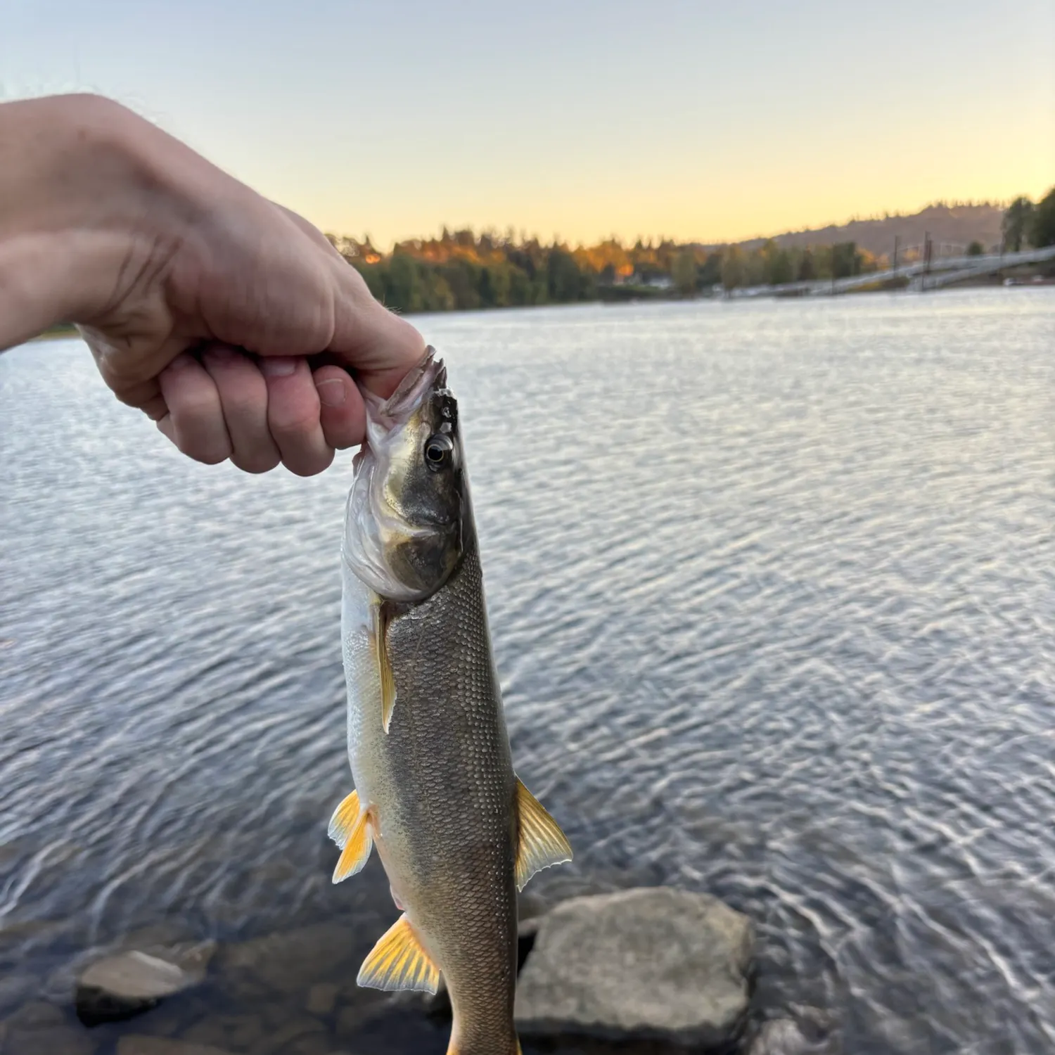 Umpqua pikeminnow caught on Fishbrain