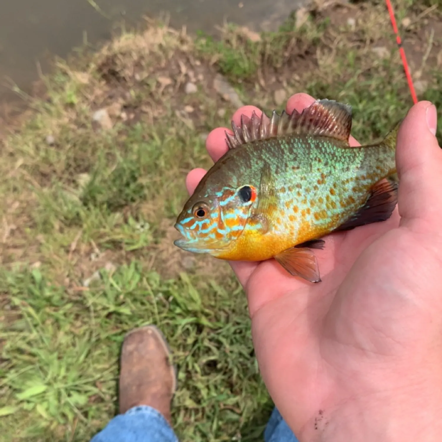 angler catch