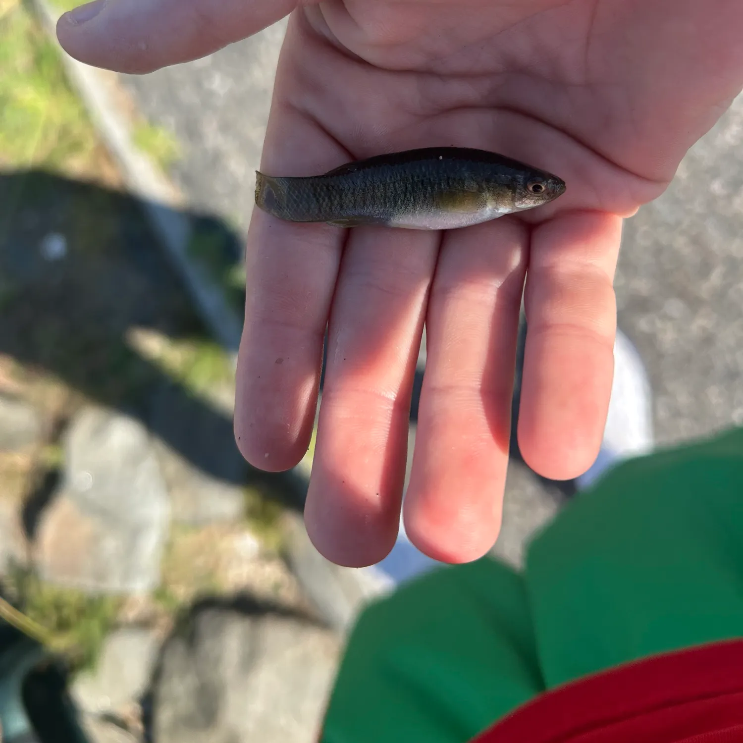 The most recent Mummichog catches on Fishbrain