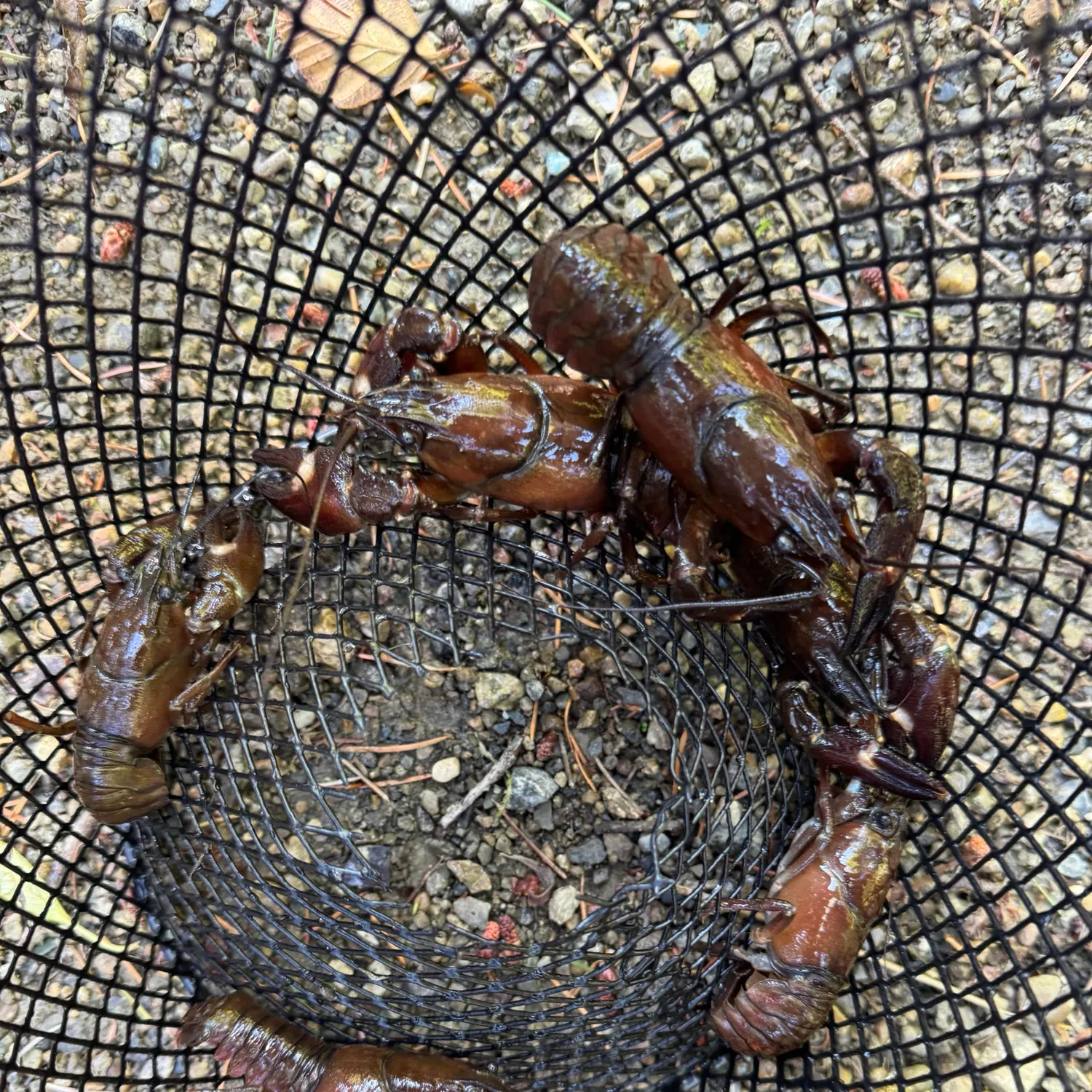 Signal crayfish caught on Fishbrain