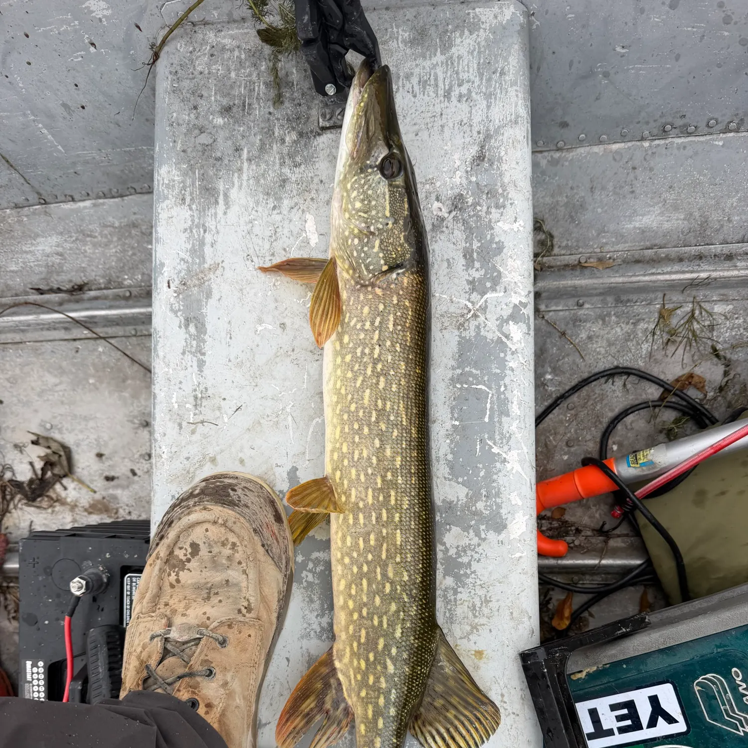 Northern pike caught on Fishbrain