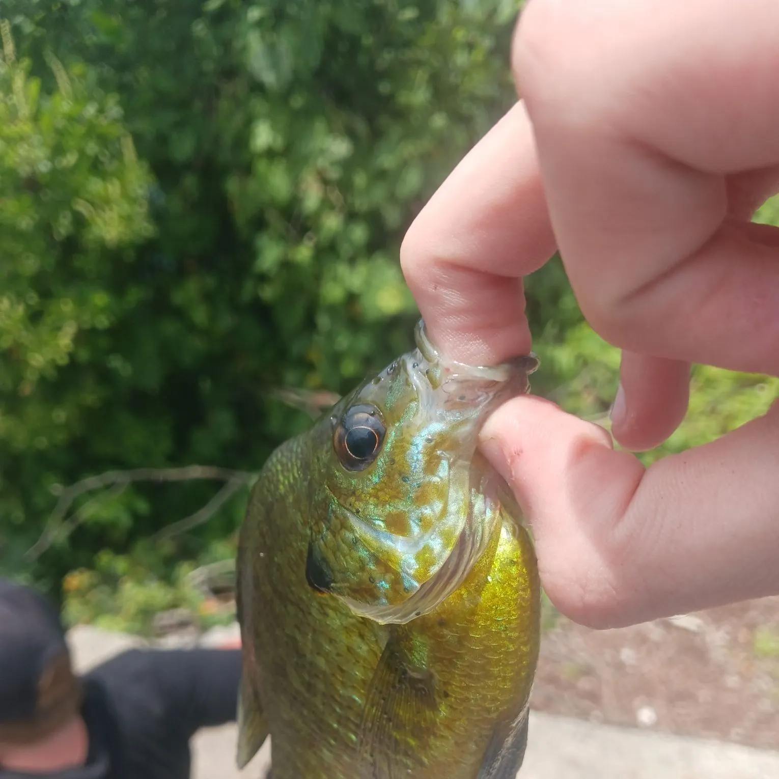 The most recent Pumpkingill hybrid catches on Fishbrain