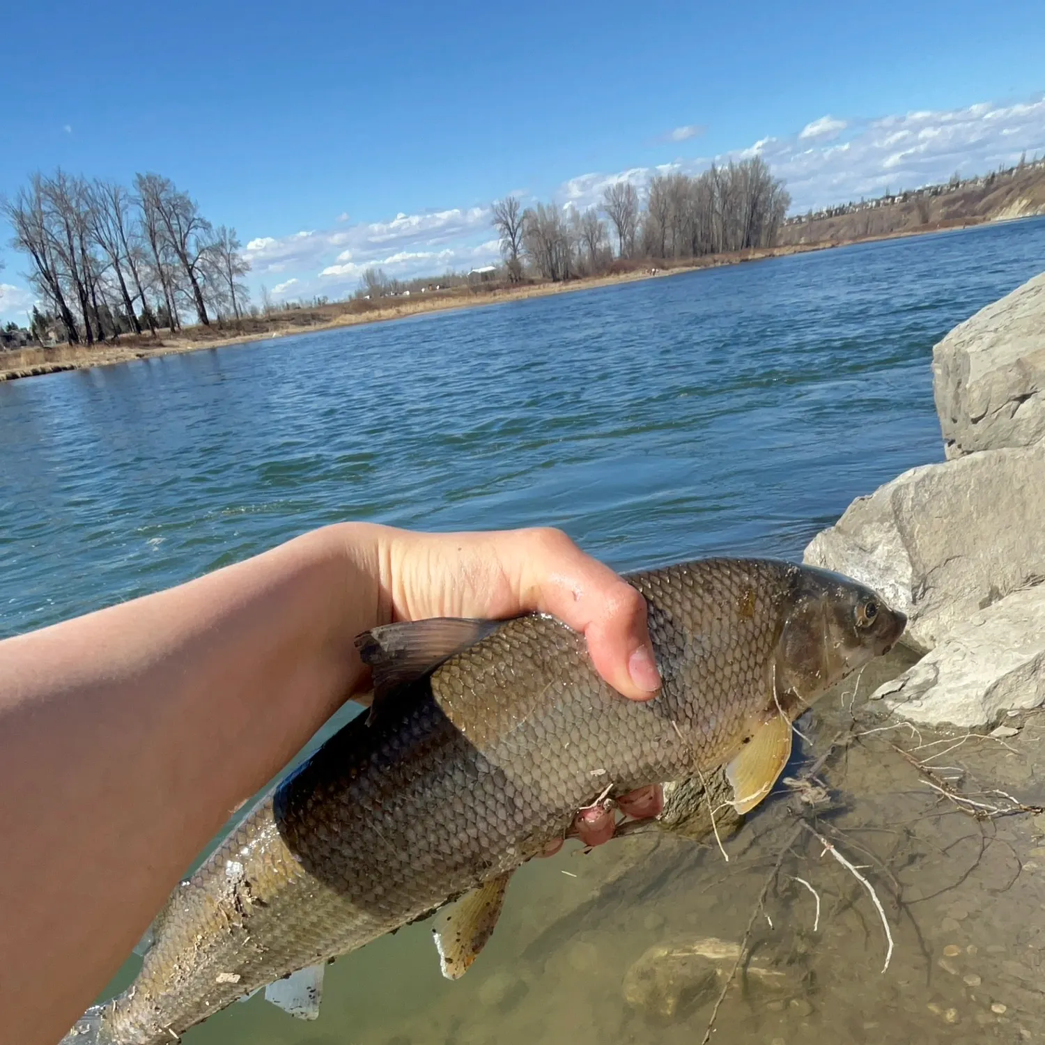 The most recent Mountain whitefish catches on Fishbrain