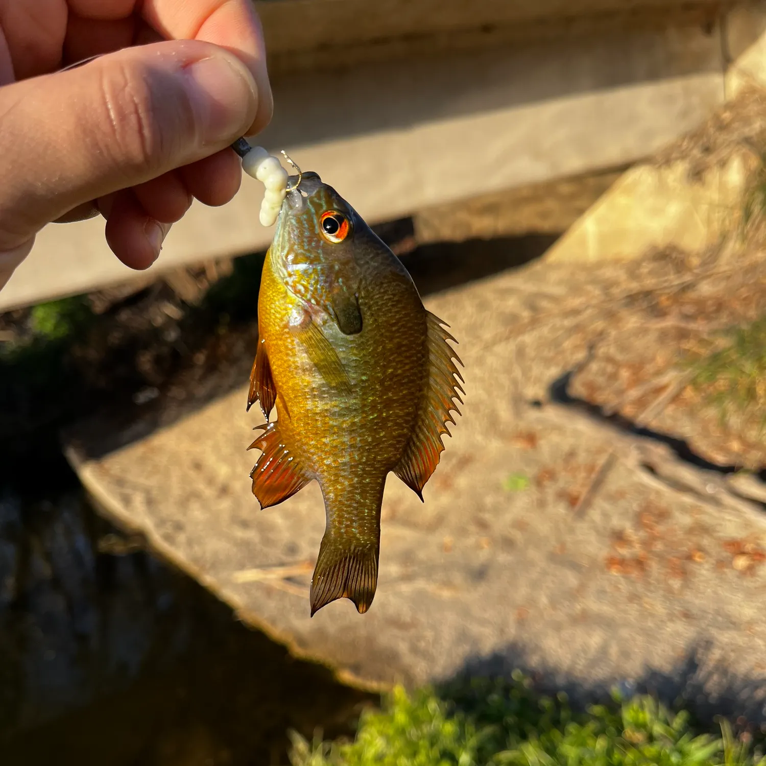 The most recent Plains longear sunfish catches on Fishbrain