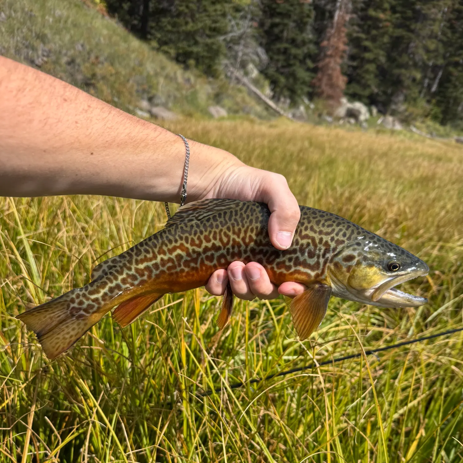 Tiger trout caught on Fishbrain