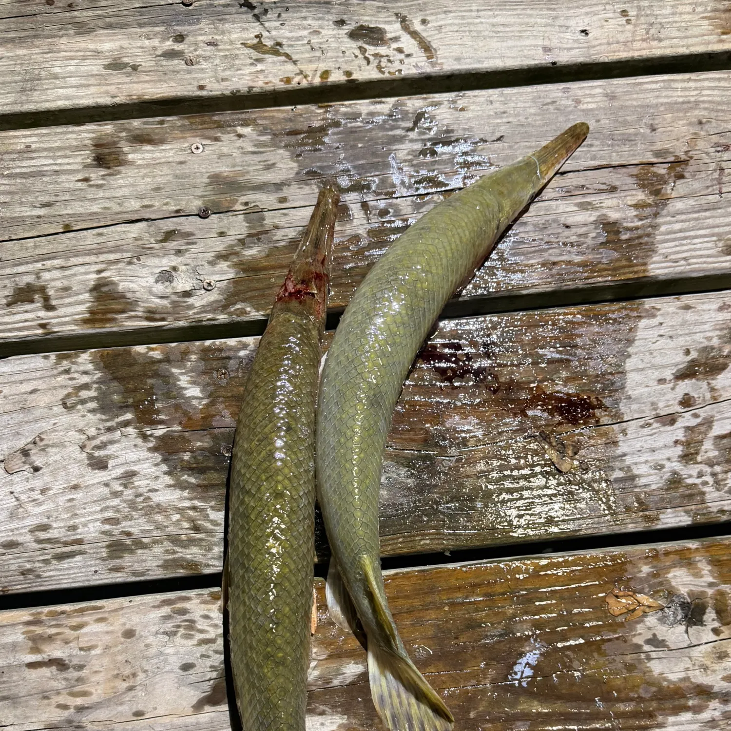 Shortnose gar caught on Fishbrain
