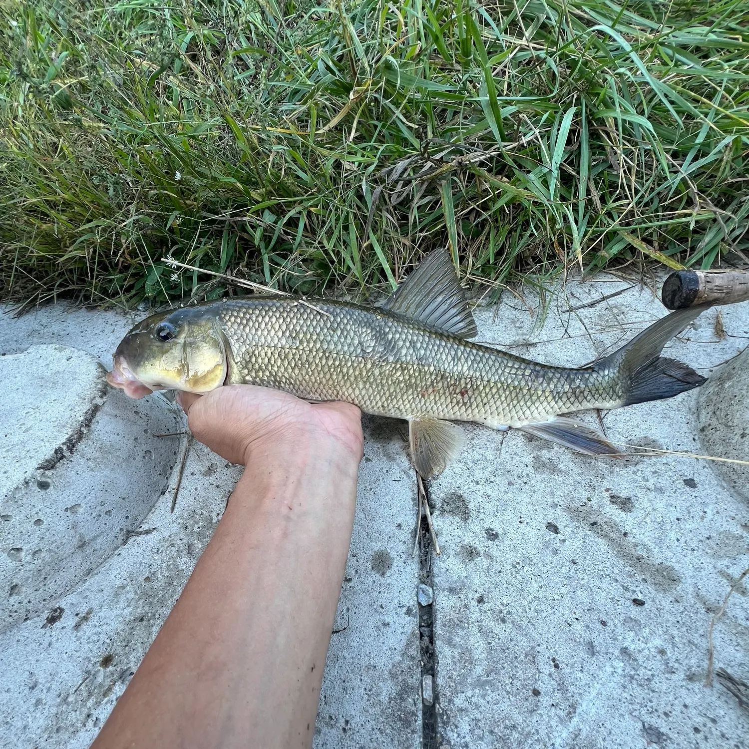 White sucker caught on Fishbrain