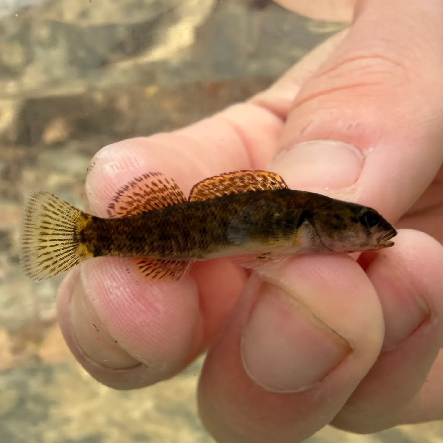 The most recent Tippecanoe darter catches on Fishbrain