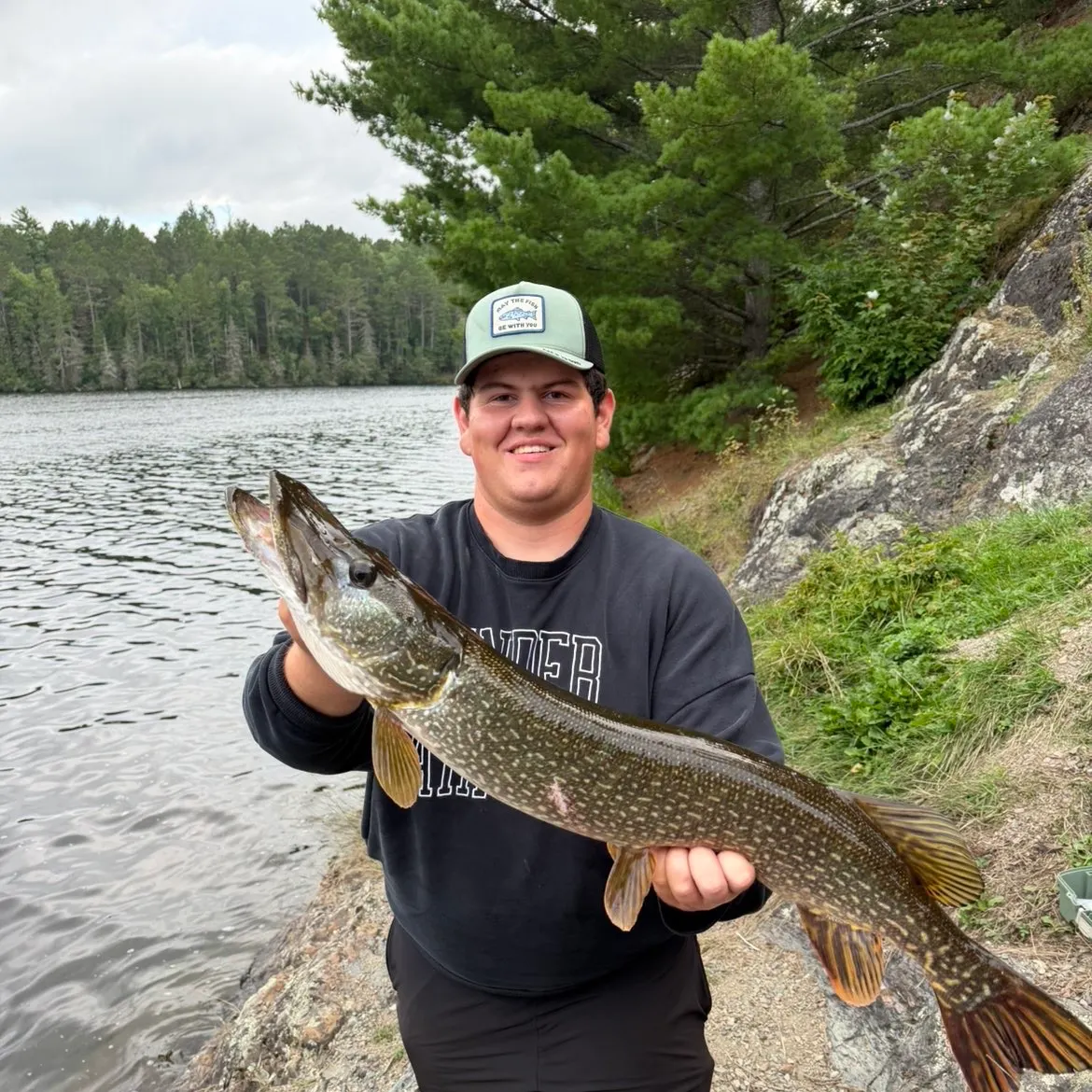 Northern pike caught on Fishbrain