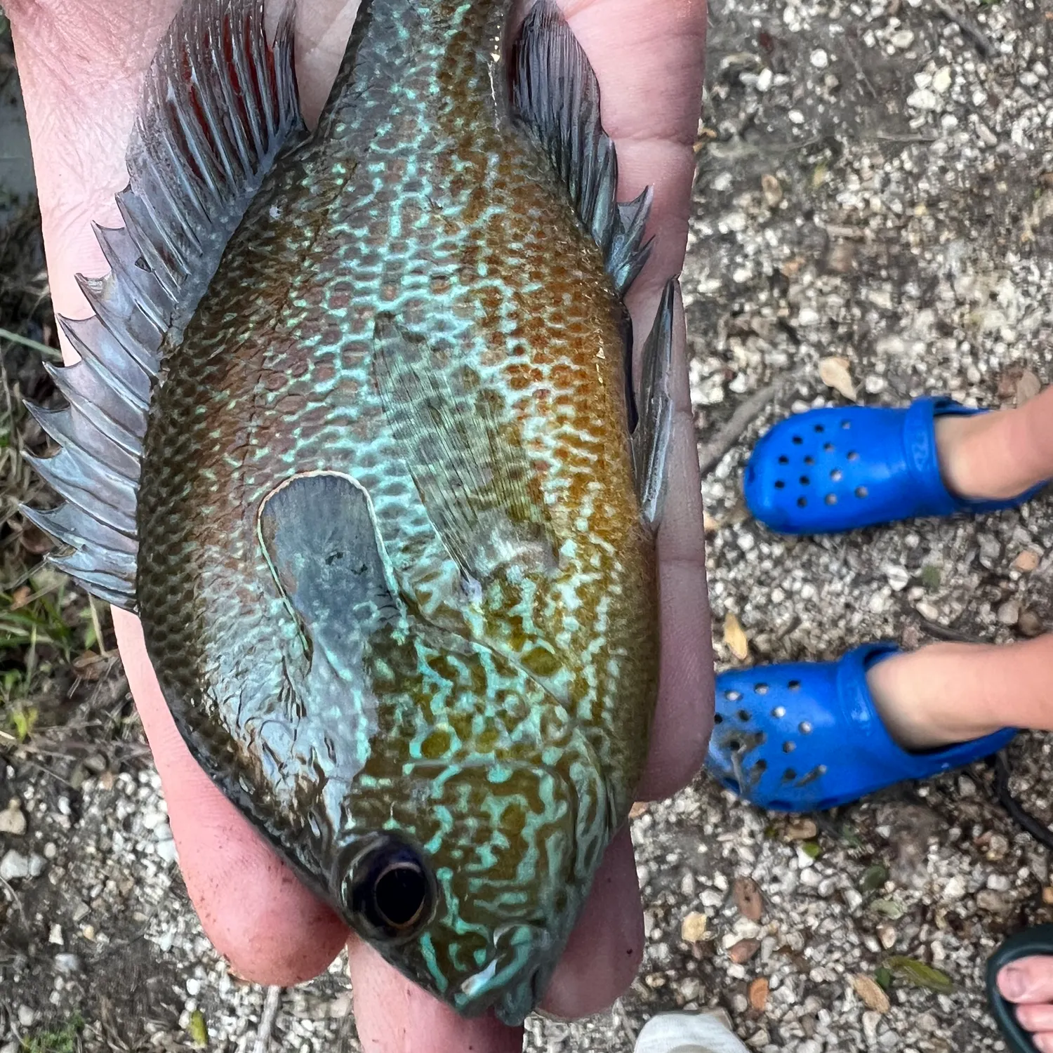 The most recent Orangespotted sunfish catches on Fishbrain