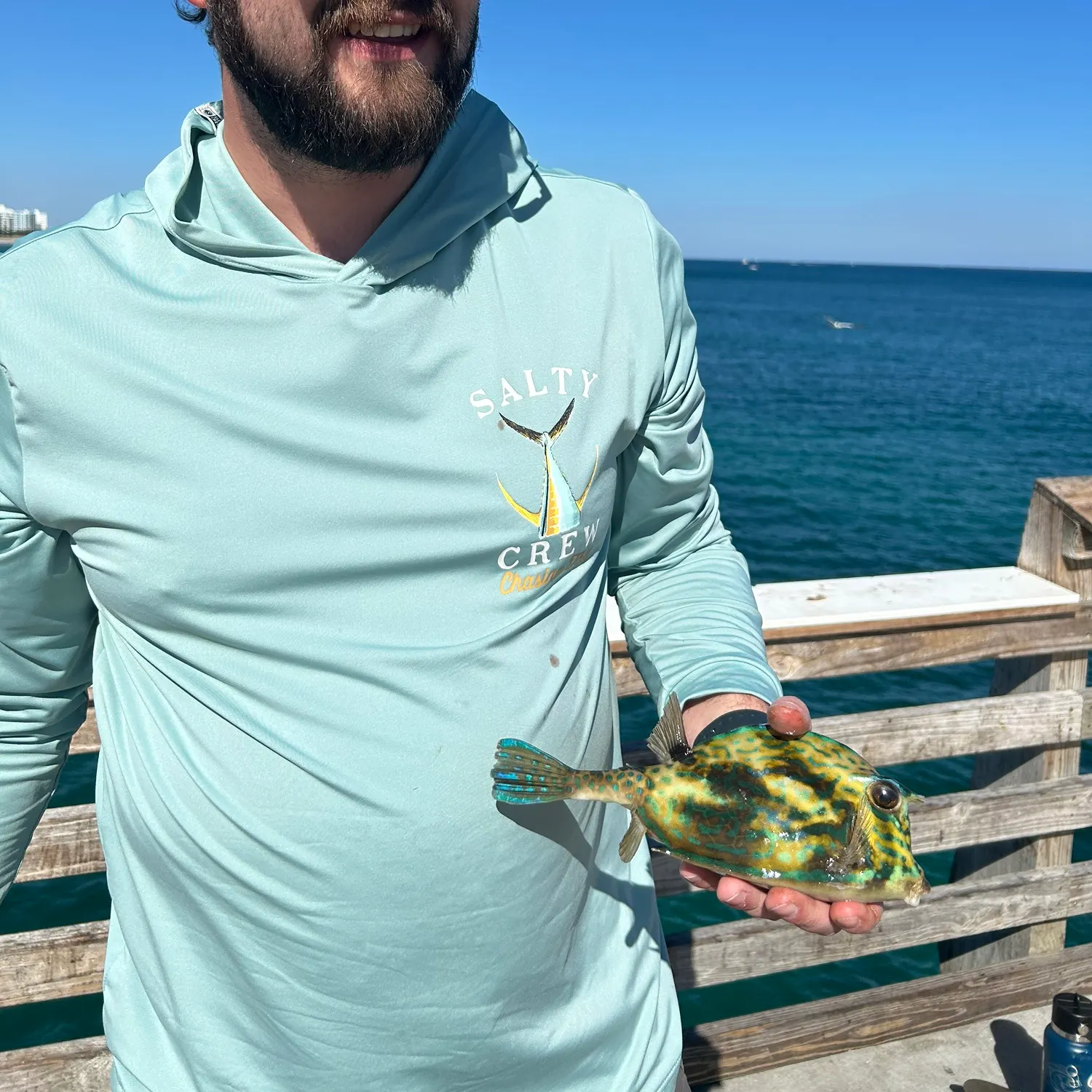 The most recent Scrawled cowfish catches on Fishbrain