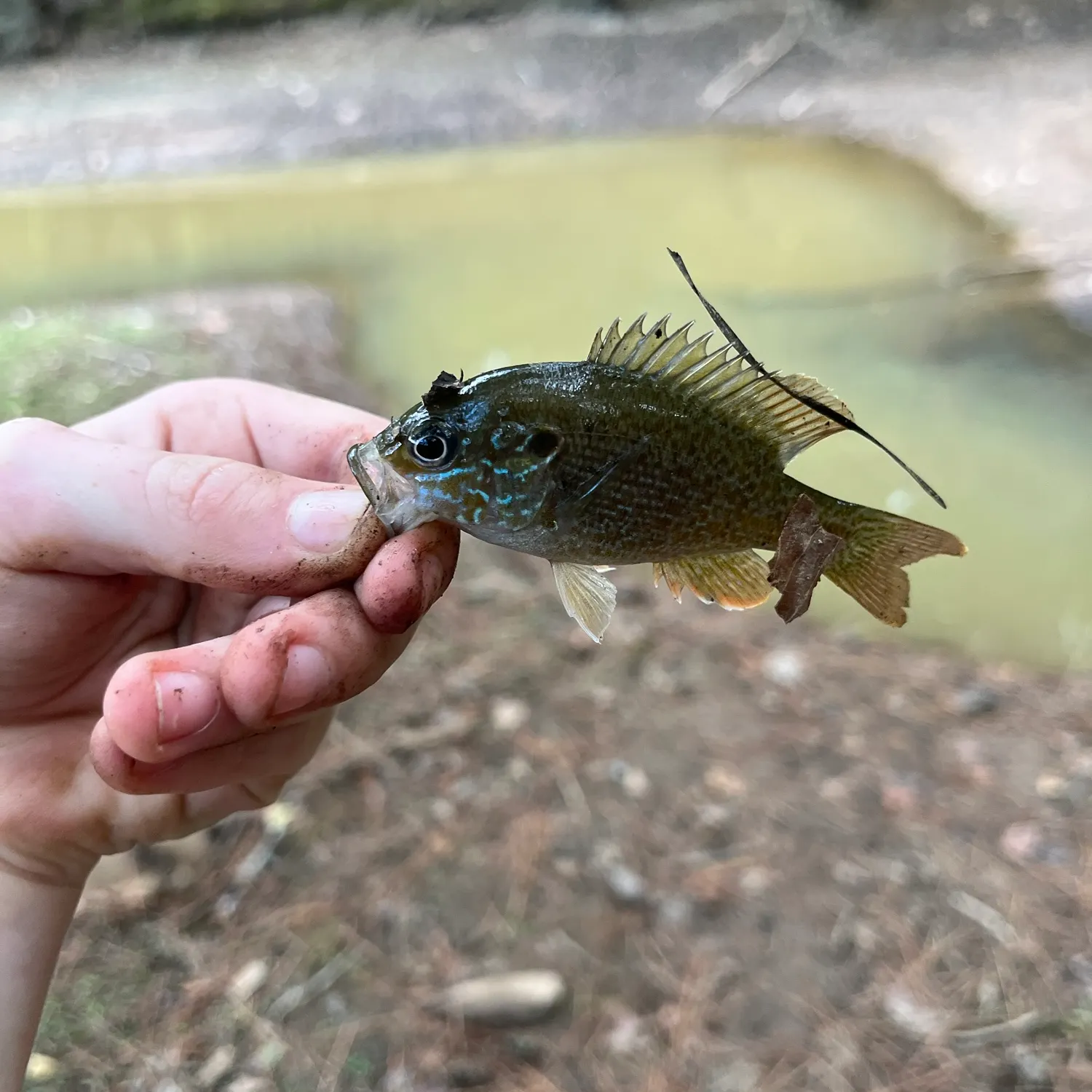 Green sunfish caught on Fishbrain