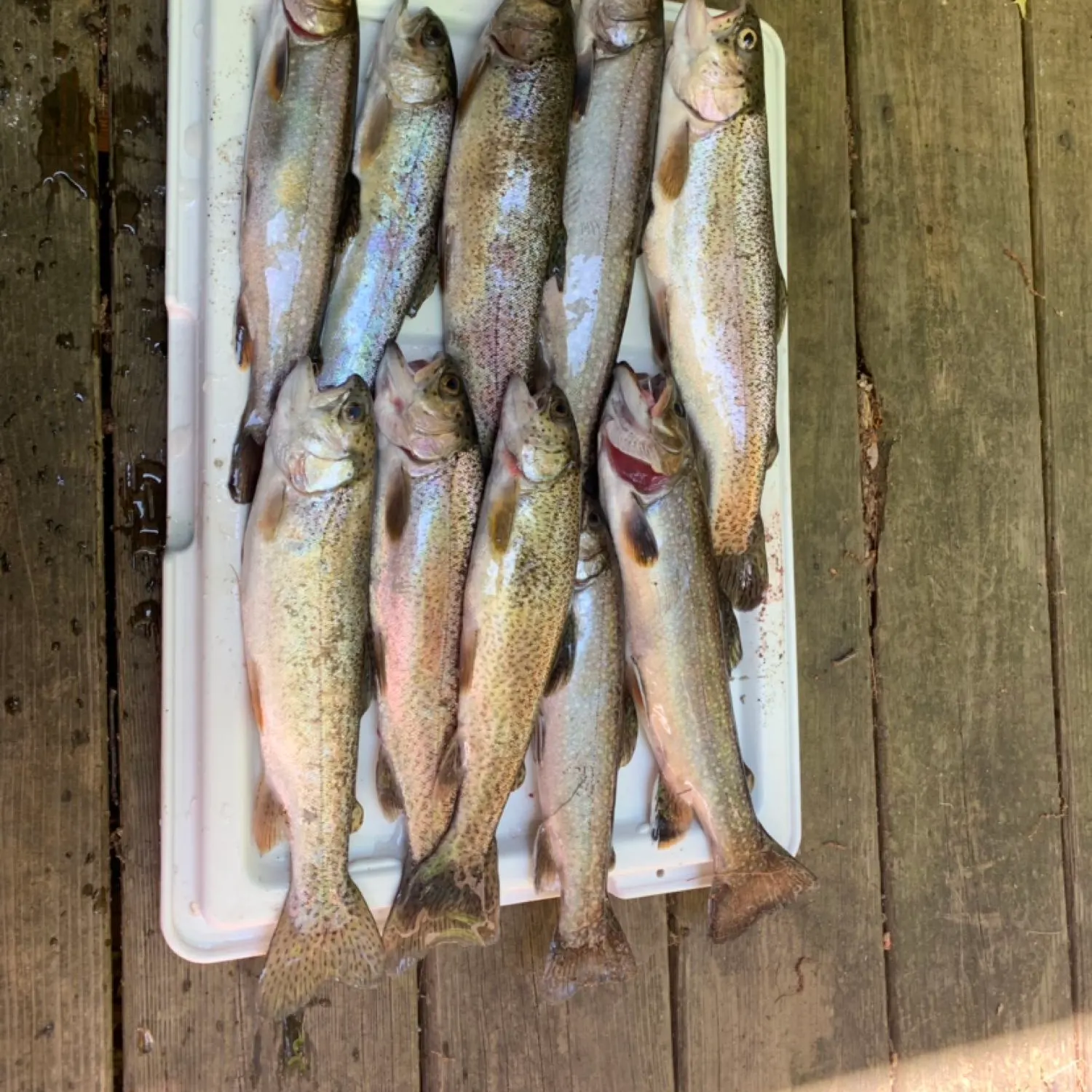 recently logged catches