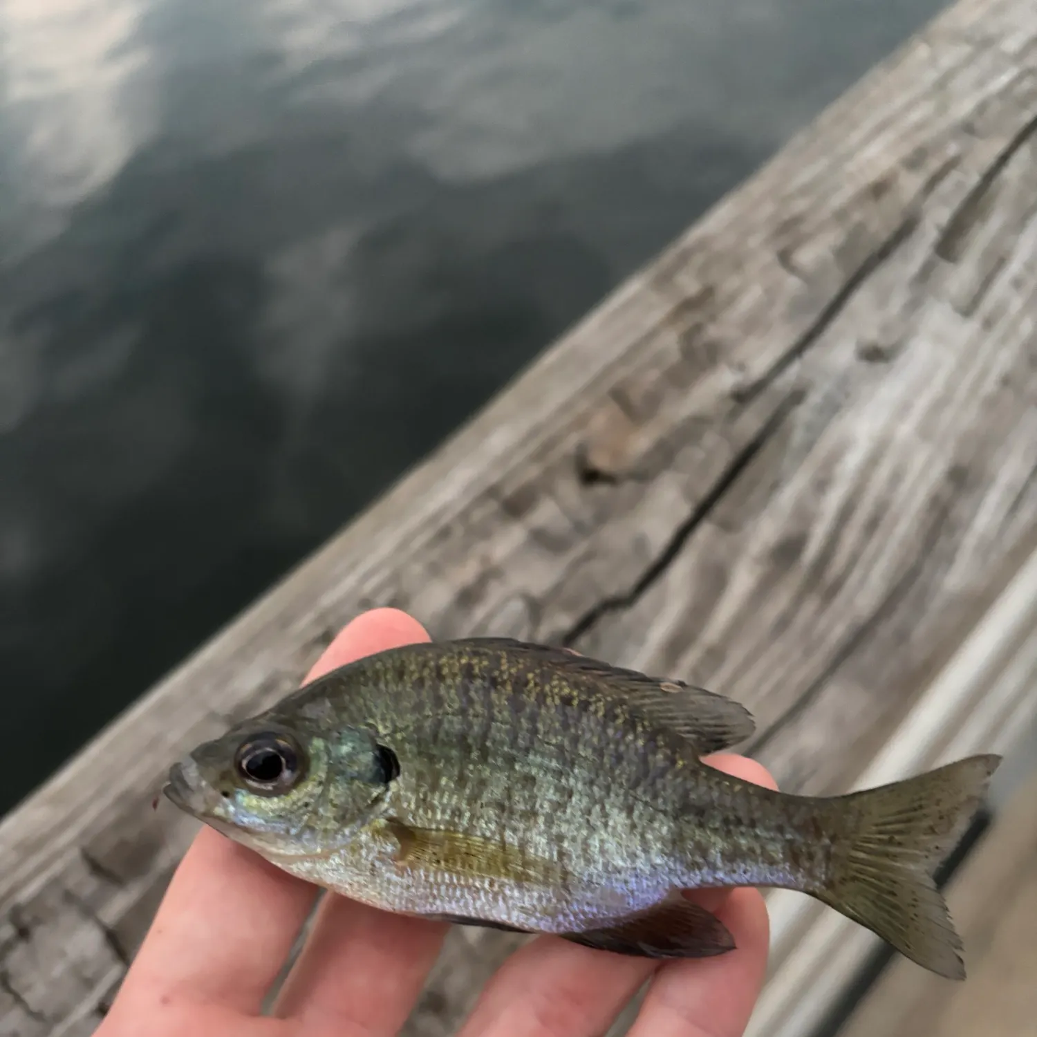 Bluegill caught on Fishbrain