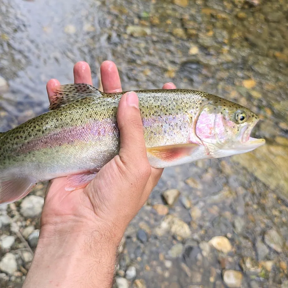 Rainbow trout caught on Fishbrain