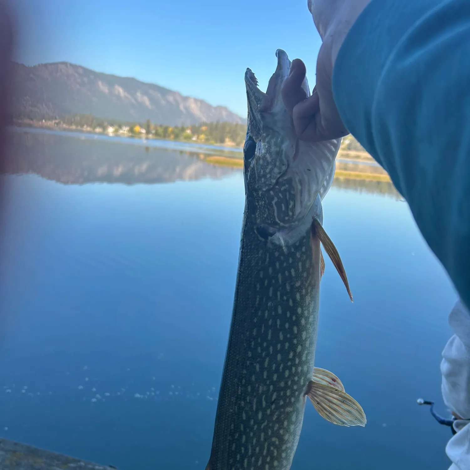 Northern pike caught on Fishbrain