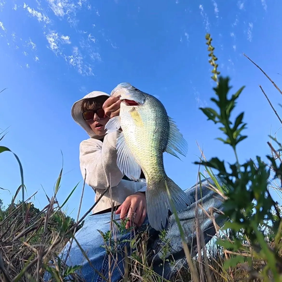 White crappie caught on Fishbrain