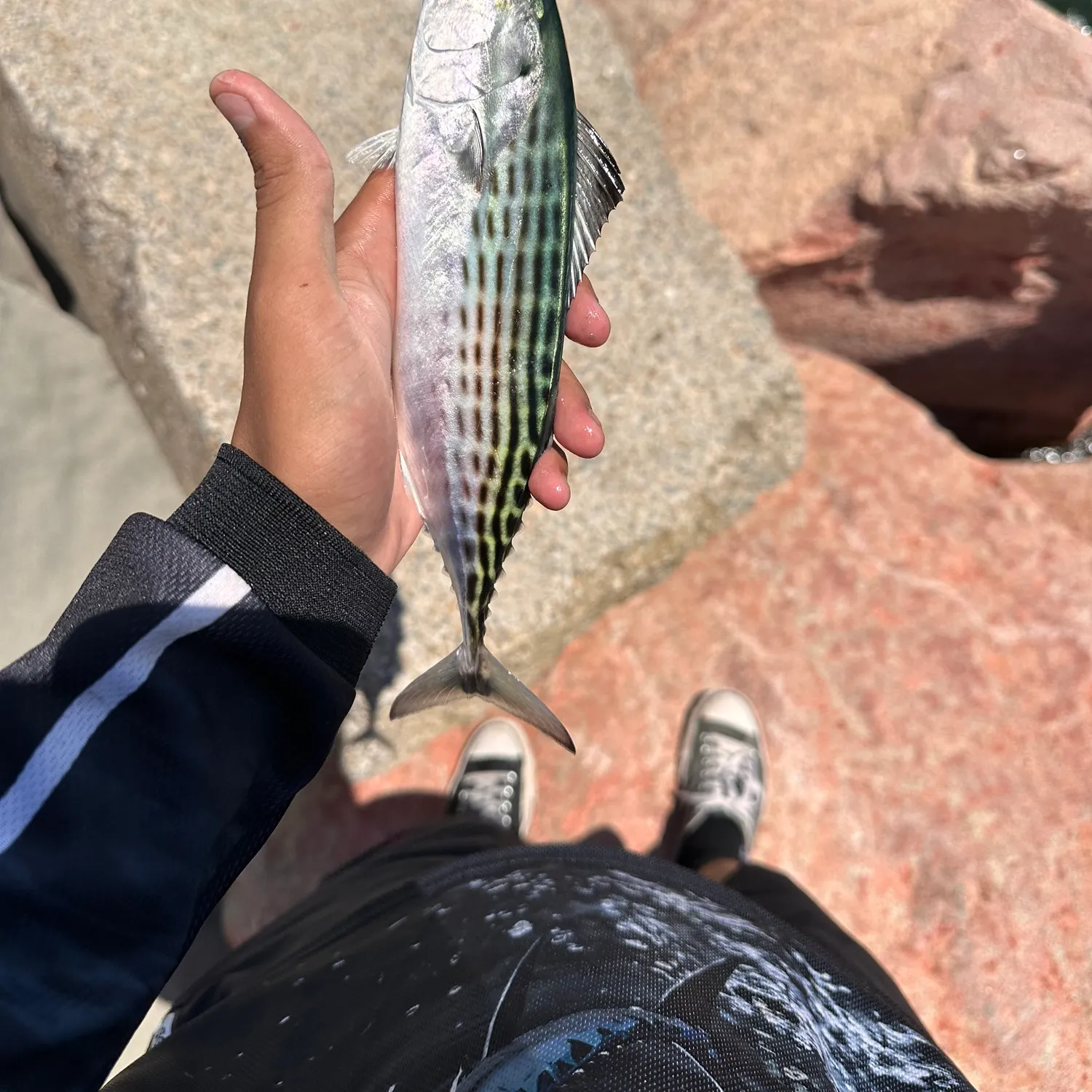 The most popular recent Striped bonito catch on Fishbrain