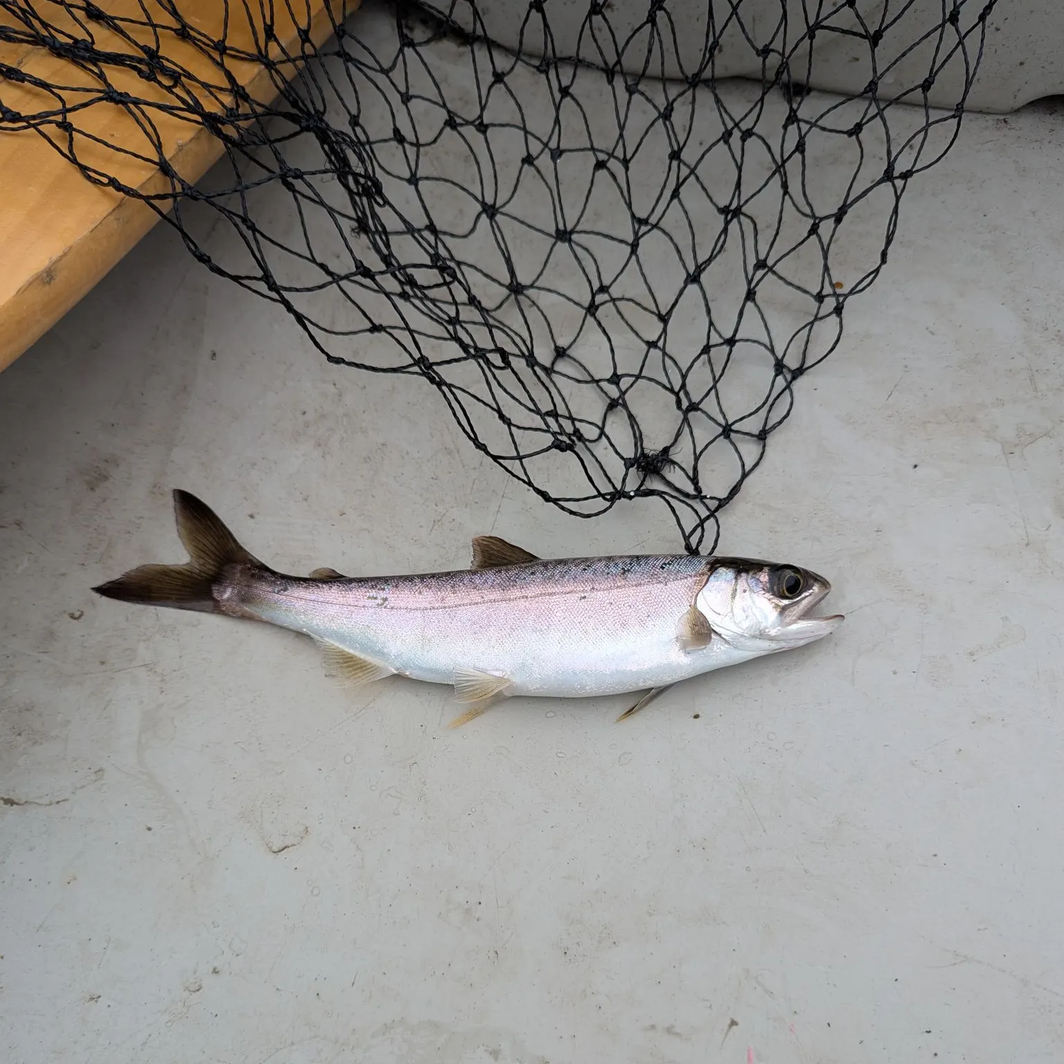 Coho salmon caught on Fishbrain