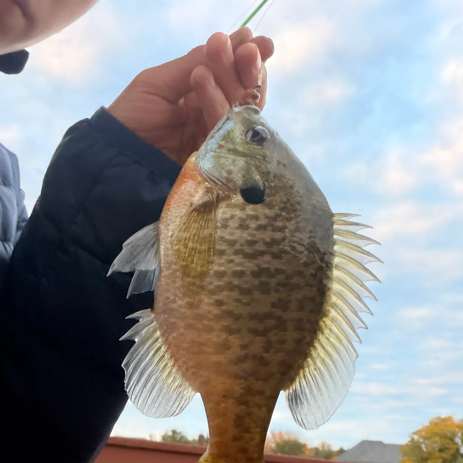 Bluegill caught on Fishbrain