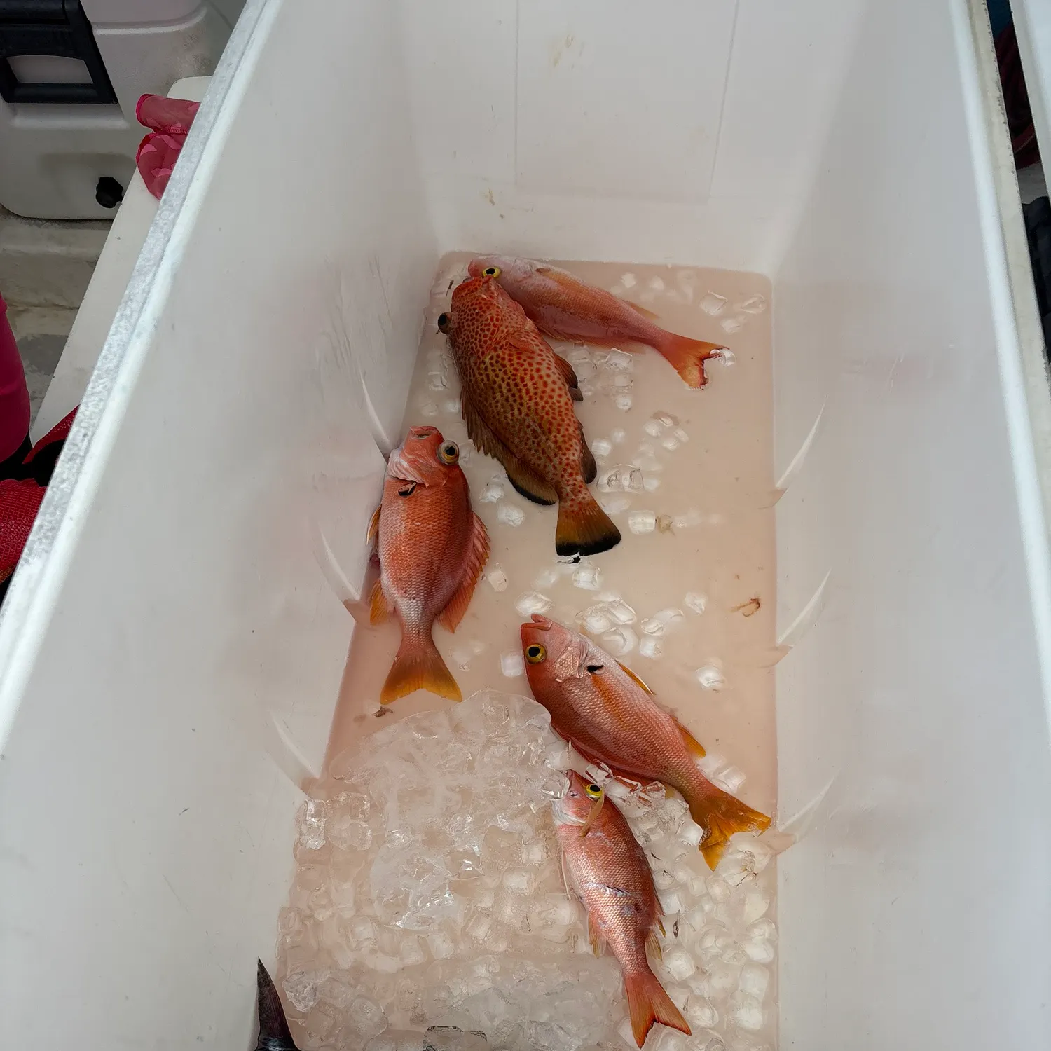 recently logged catches