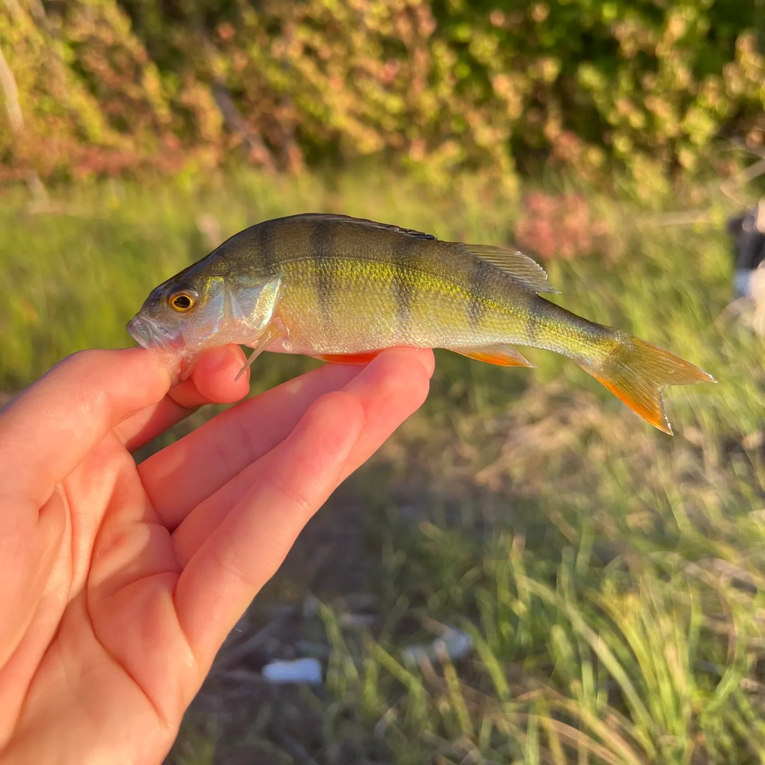 European perch caught on Fishbrain