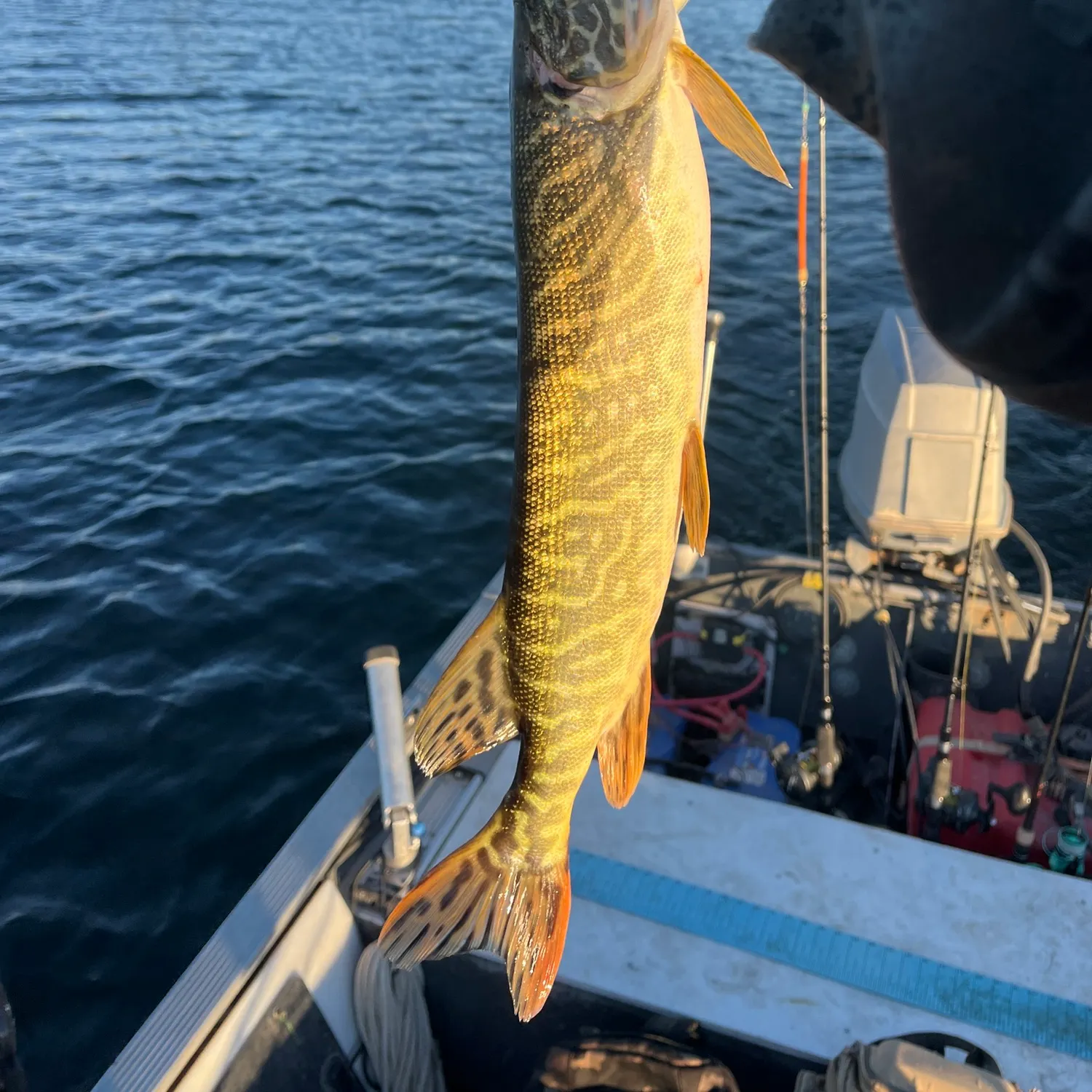 Northern pike caught on Fishbrain
