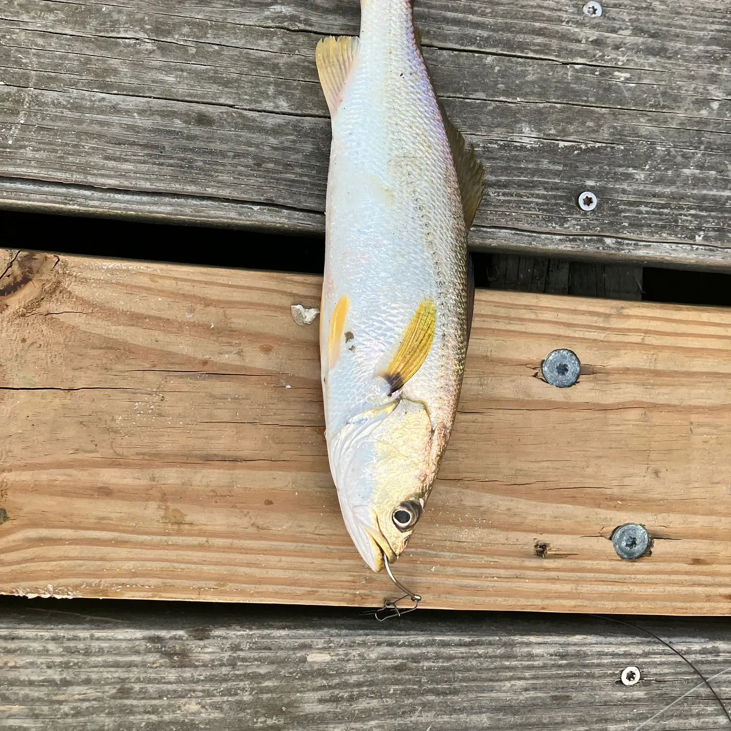 Sand seatrout caught on Fishbrain