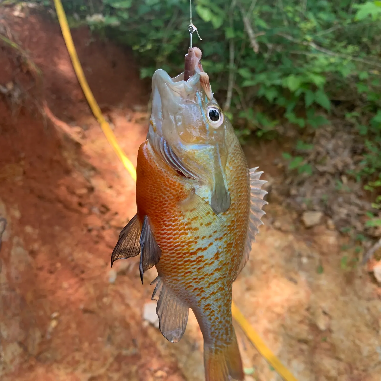 angler catch