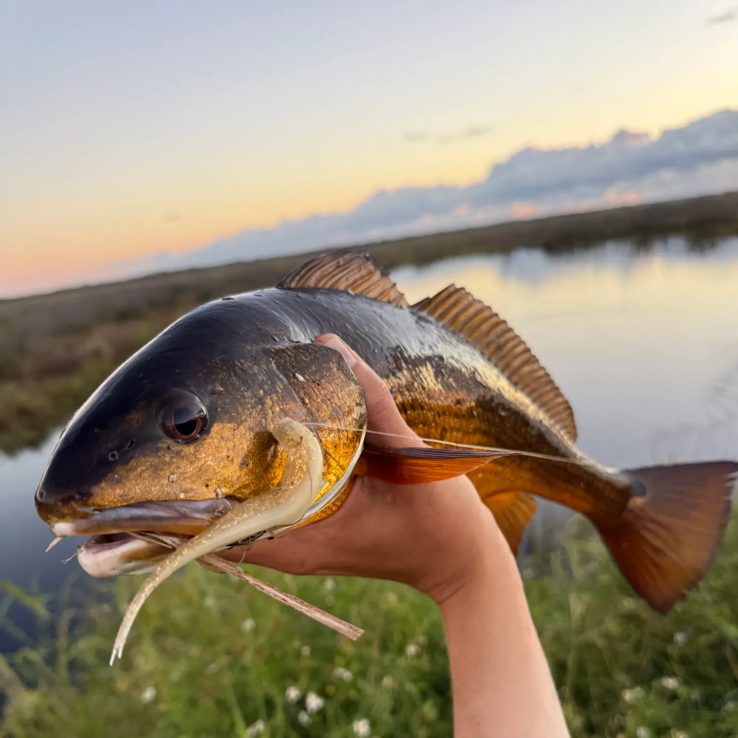 The most recent Red drum catches on Fishbrain