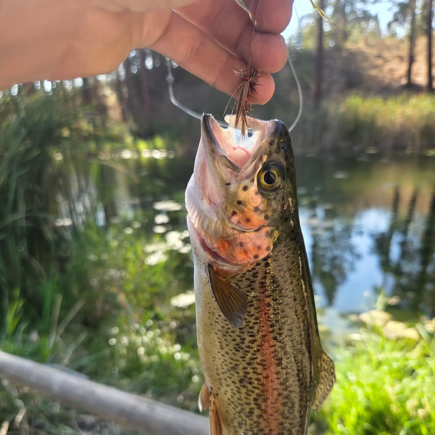 Rainbow trout caught on Fishbrain