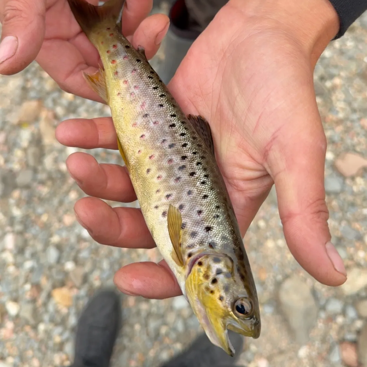 Brown trout caught on Fishbrain