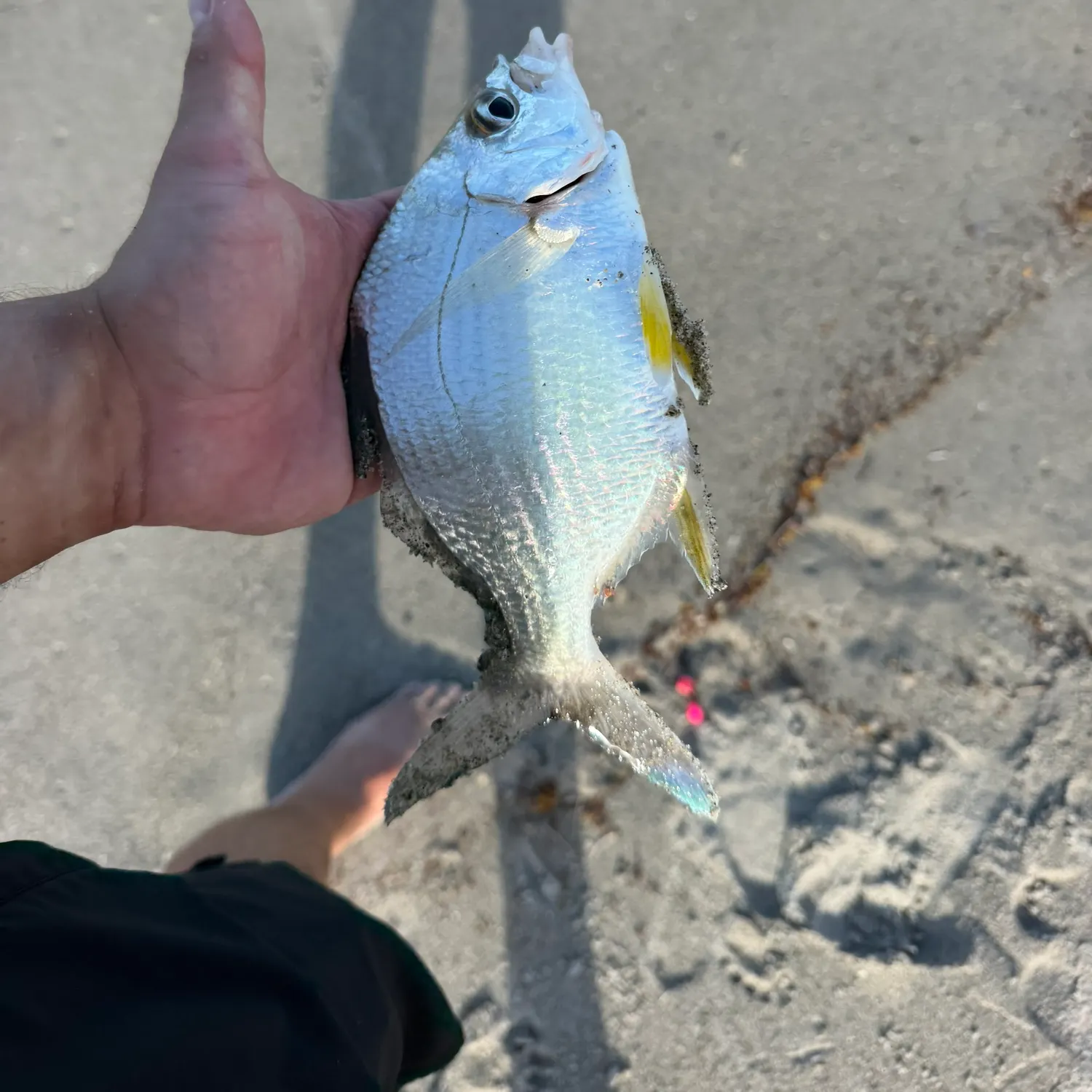 The most recent Striped mojarra catches on Fishbrain