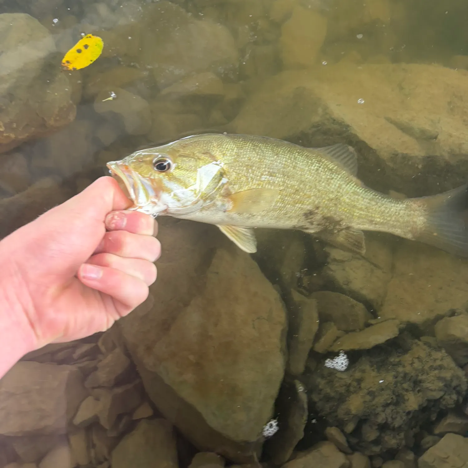 Smallmouth bass caught on Fishbrain