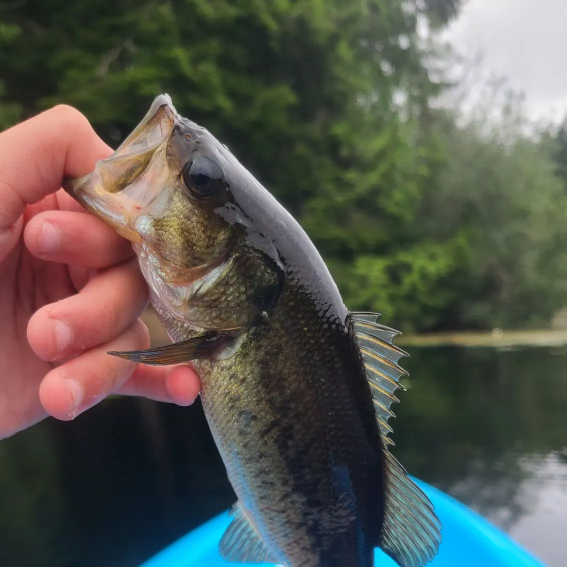 angler catch
