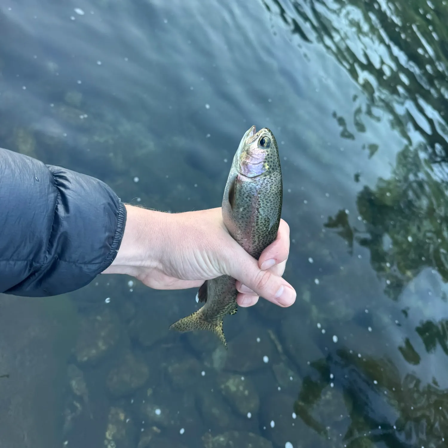 Rainbow trout caught on Fishbrain