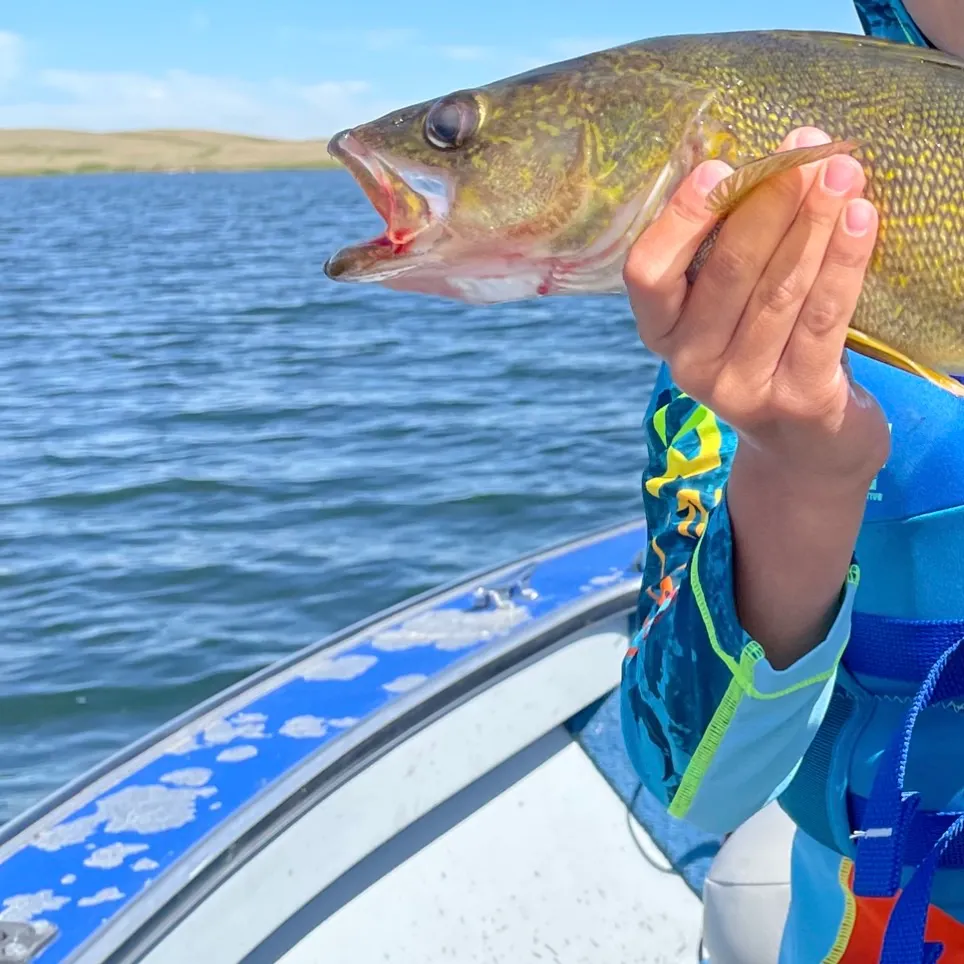 The most recent Walleye catches on Fishbrain