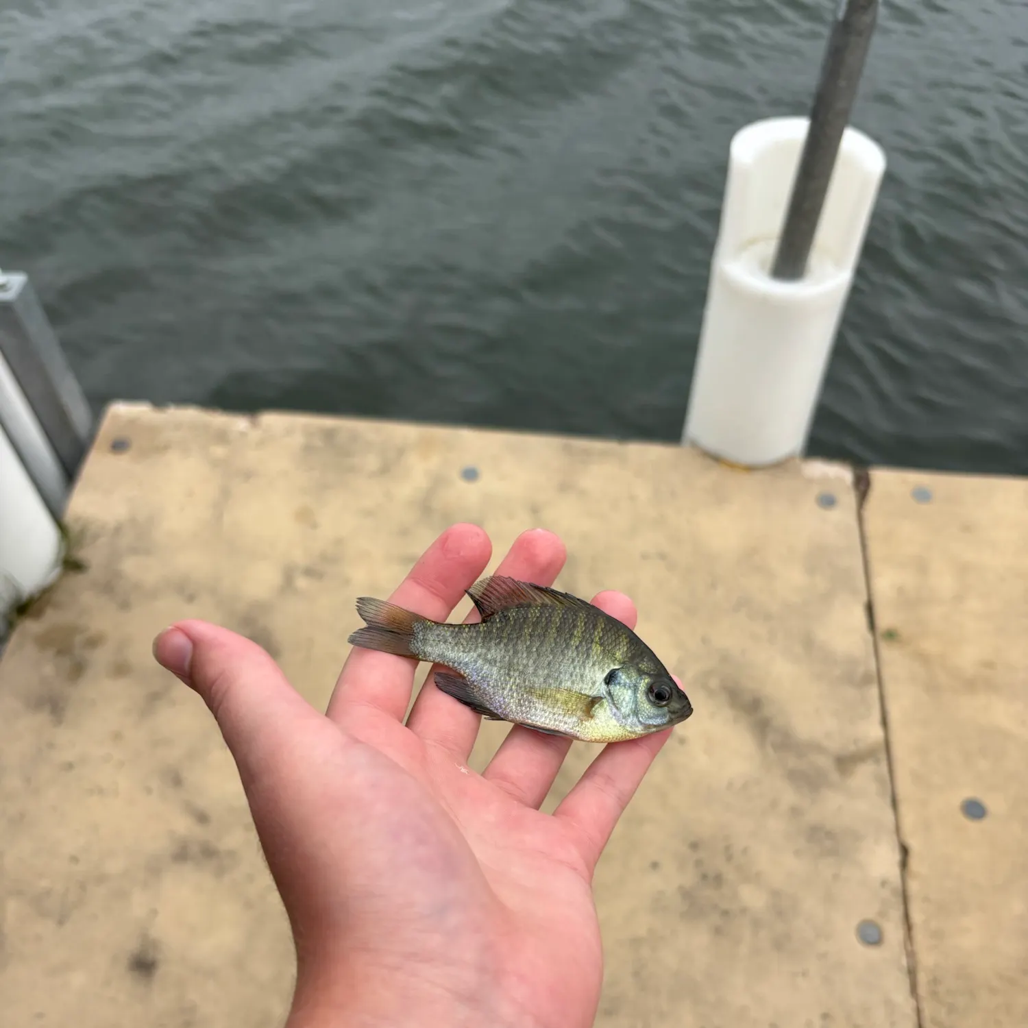 Bluegill caught on Fishbrain