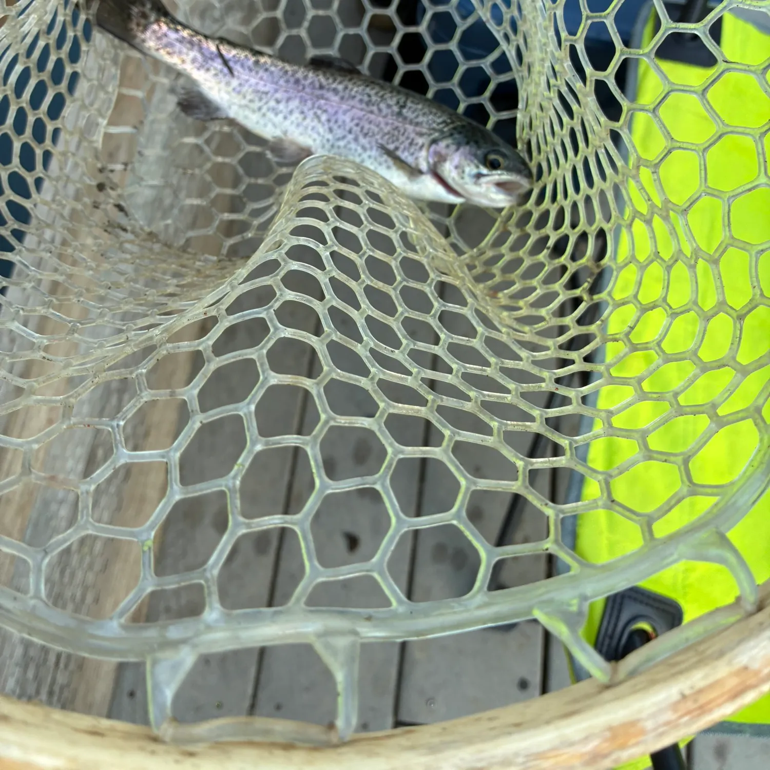 Fish caught on Fishbrain