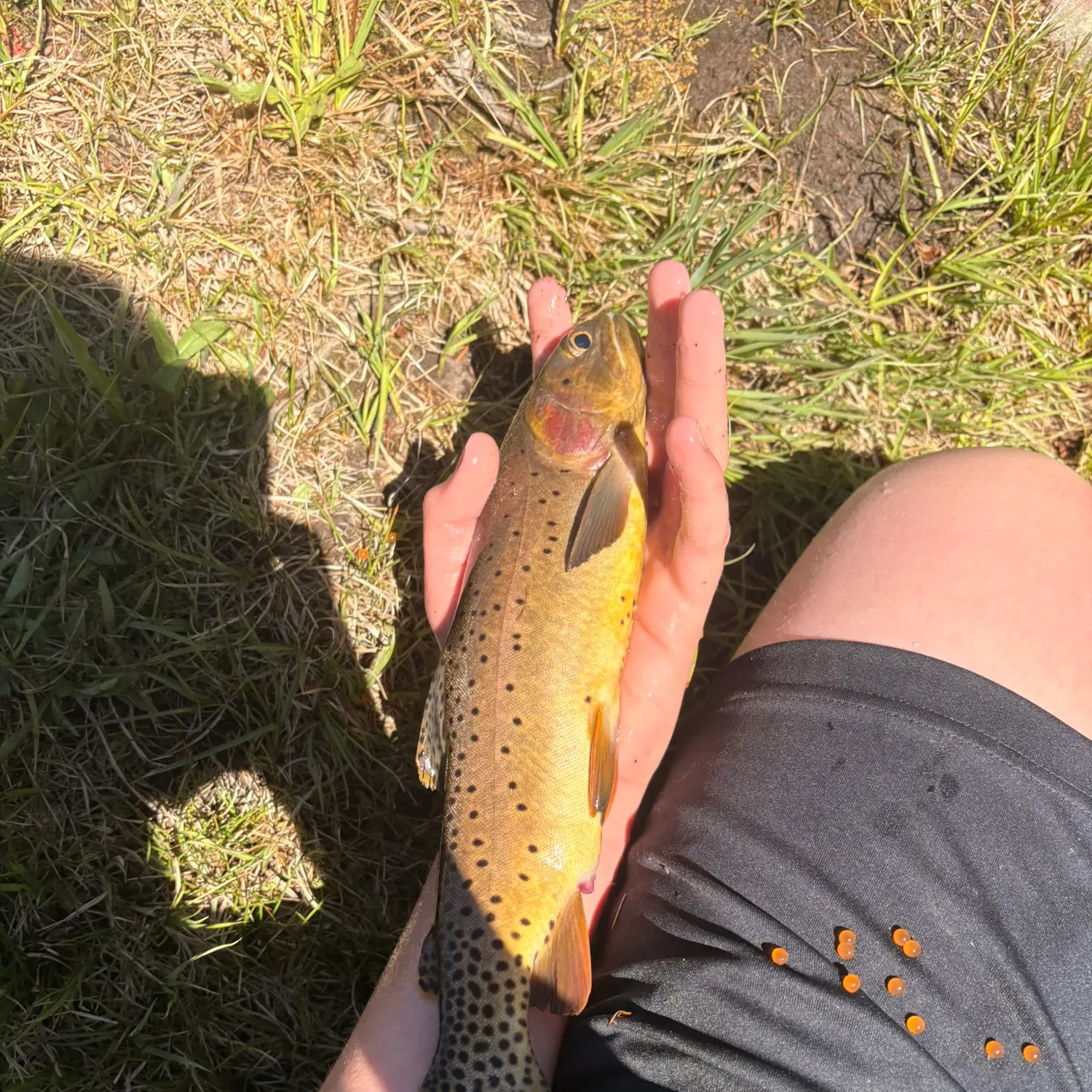 Cutthroat trout caught on Fishbrain