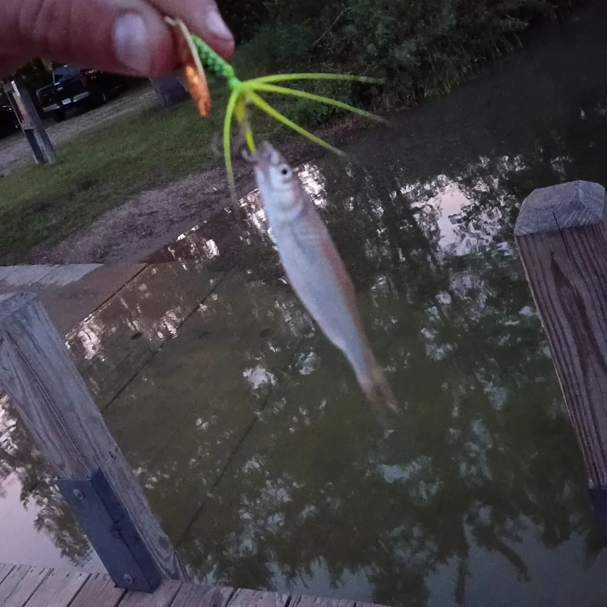 Striped shiner caught on Fishbrain
