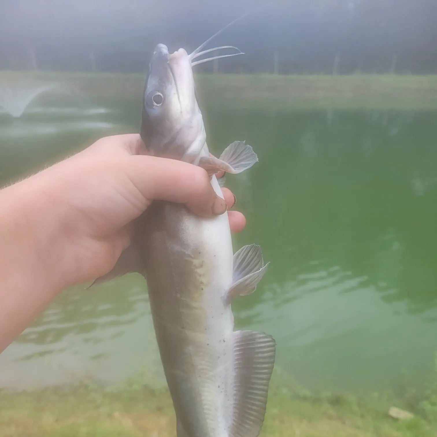 Channel catfish caught on Fishbrain