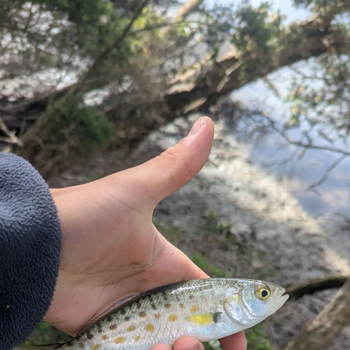 The most recent Eastern Australian salmon catches on Fishbrain