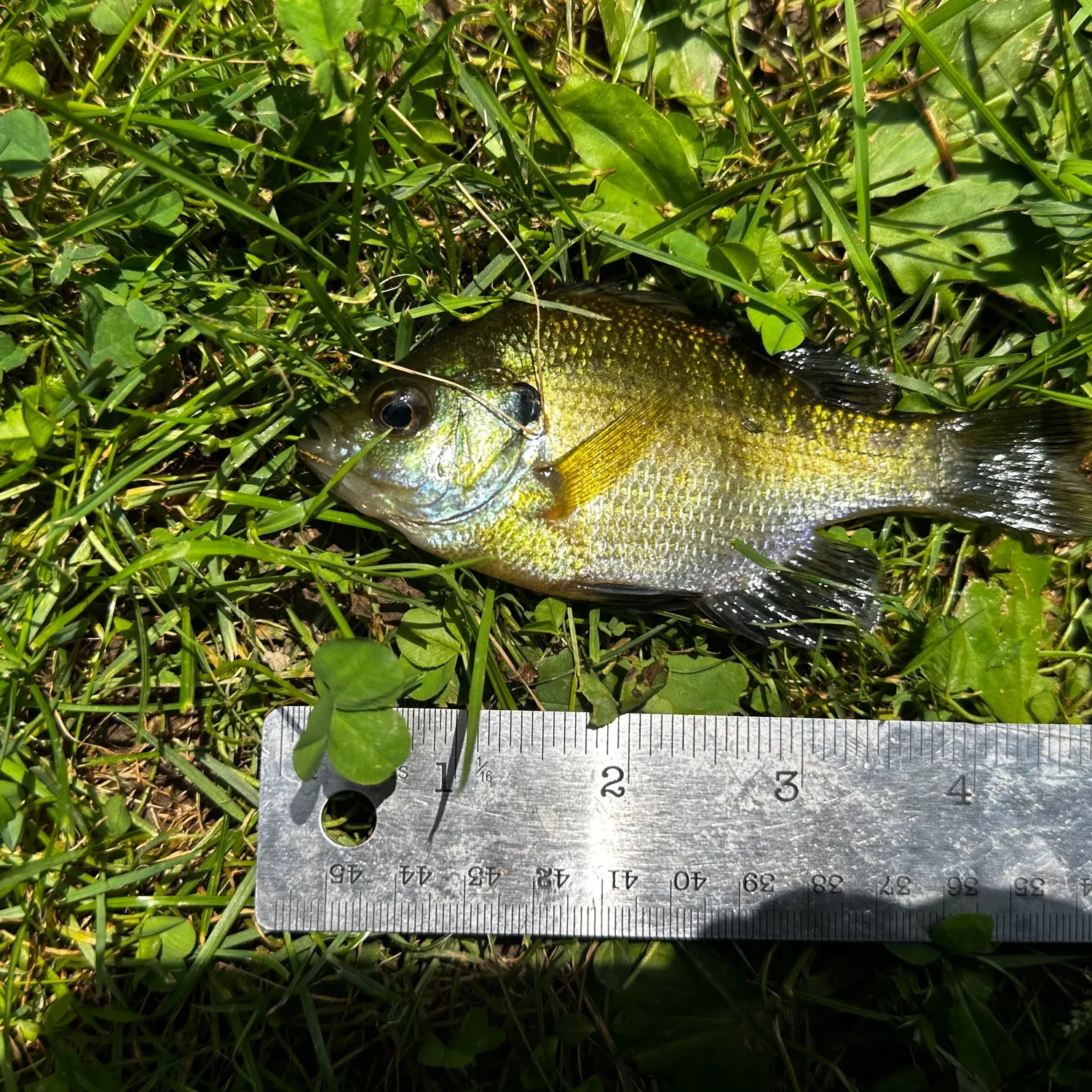 Bluegill caught on Fishbrain