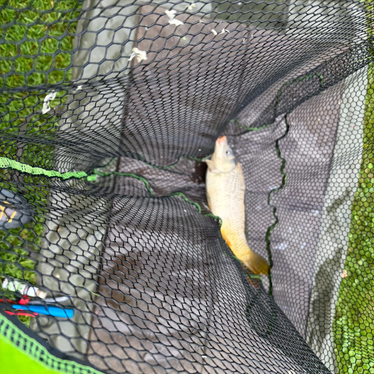 Common carp caught on Fishbrain