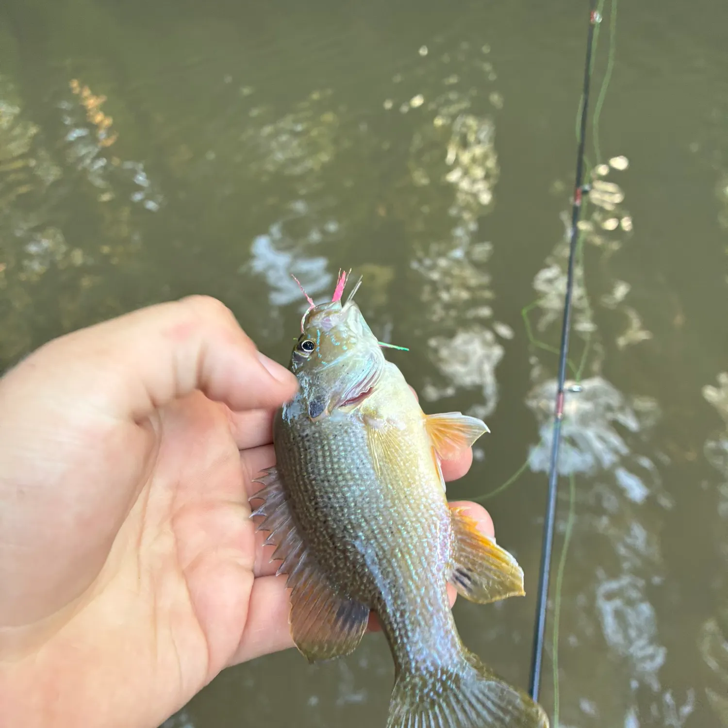 Green sunfish caught on Fishbrain