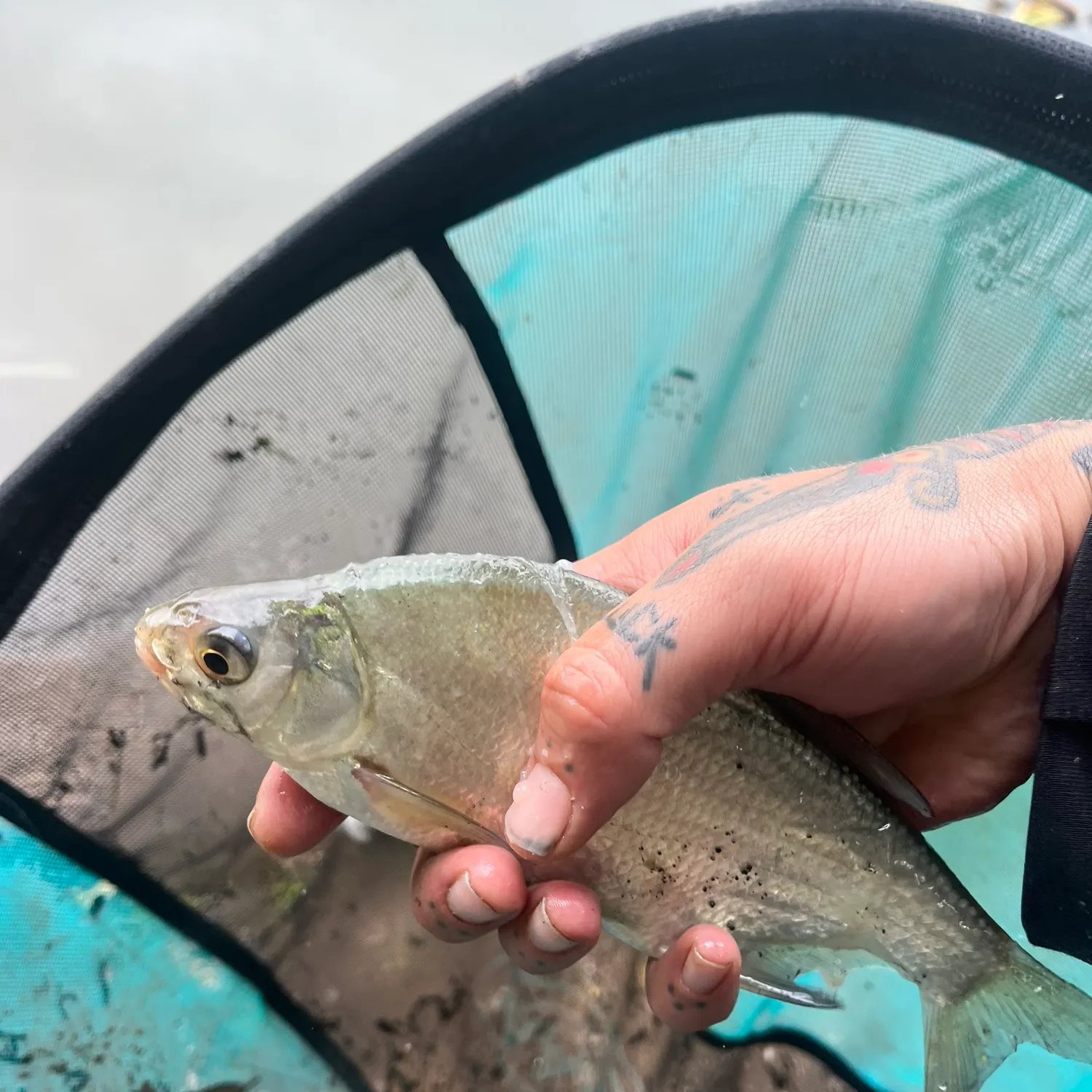 Common bream caught on Fishbrain